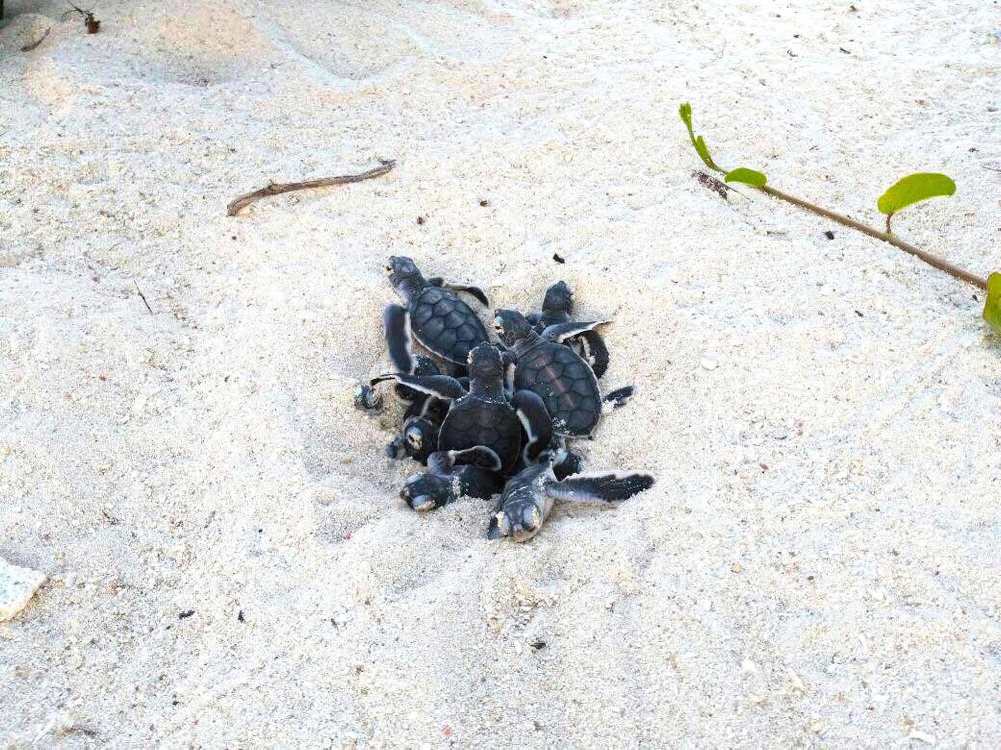 Hotel Selingan Turtle Island Sandakan Exterior foto